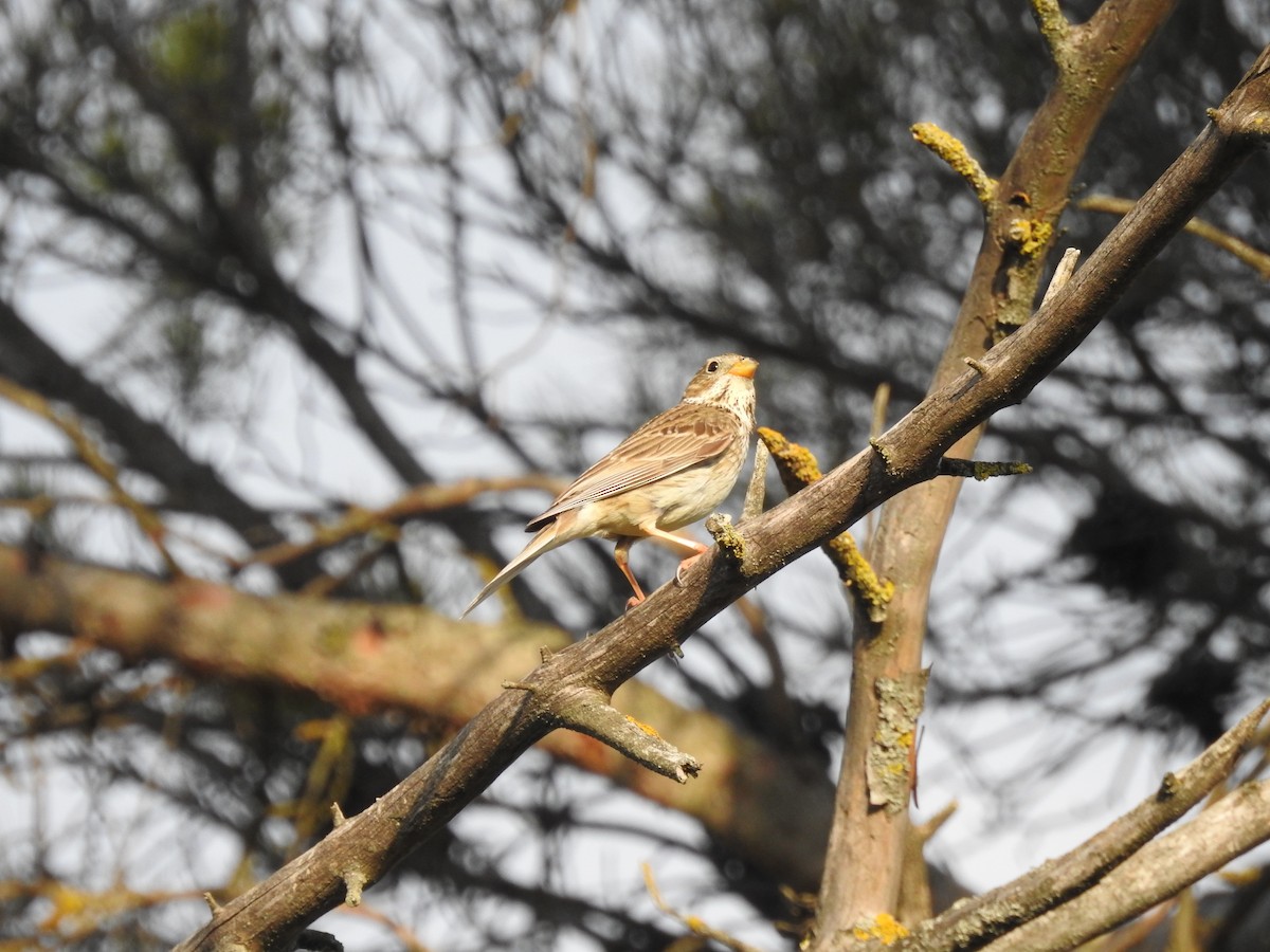 Corn Bunting - Diego  Uche Rodriguez