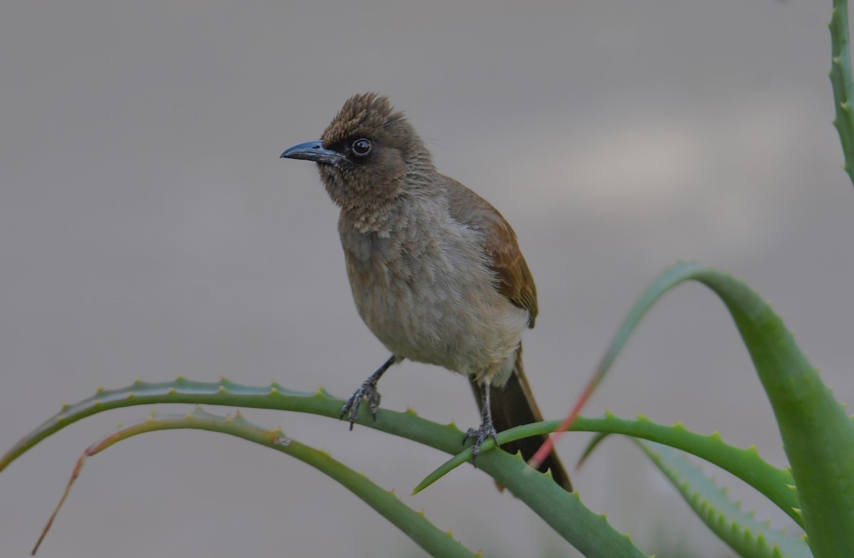 Common Bulbul - Viorel-Ilie ARGHIUS