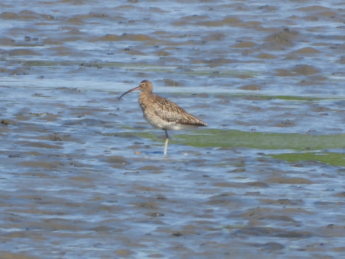 Eurasian Curlew - James Allen