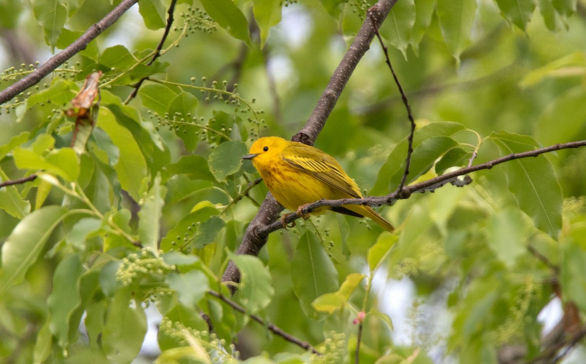 Yellow Warbler - Annika Anderson