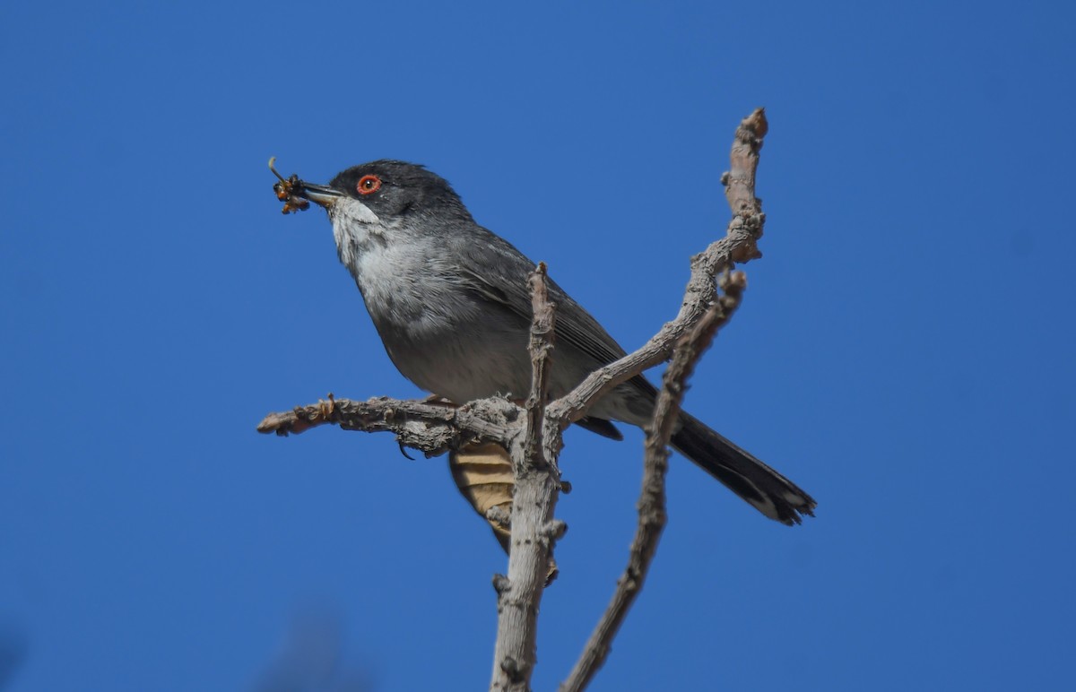 Sardinian Warbler - Viorel-Ilie ARGHIUS