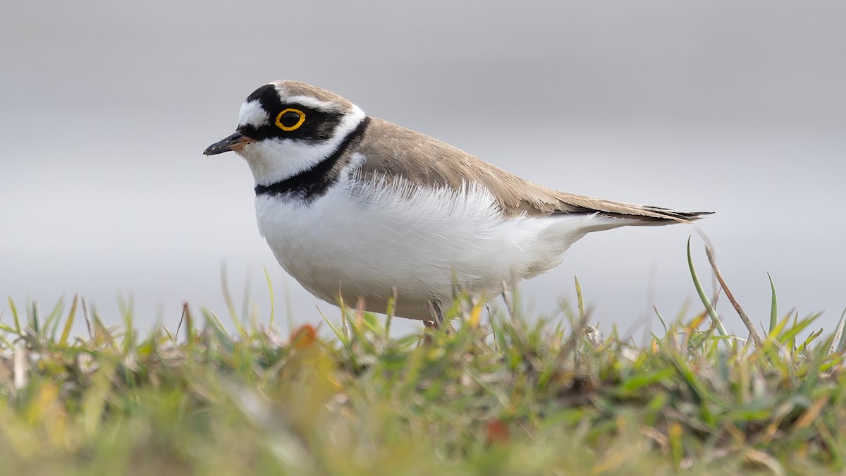 Little Ringed Plover - Weeds S