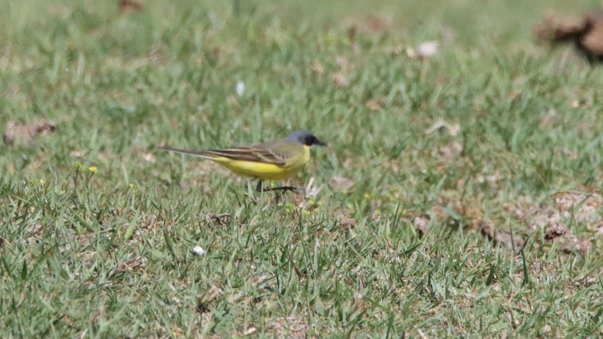 Western Yellow Wagtail (thunbergi) - Su Delve