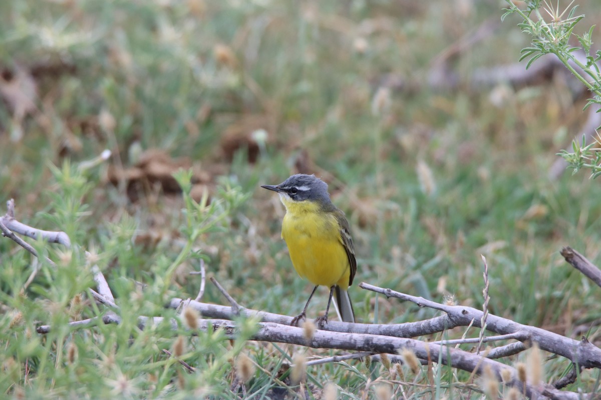 Western Yellow Wagtail (flava) - Su Delve