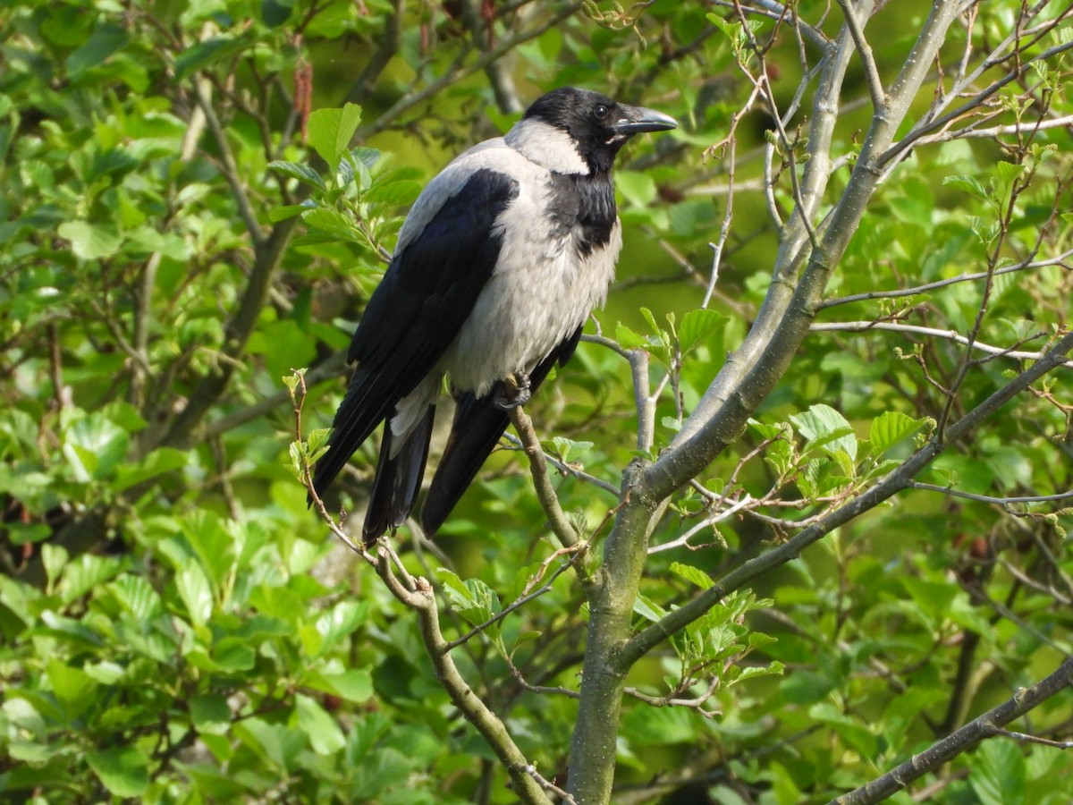 Hooded Crow - James Allen