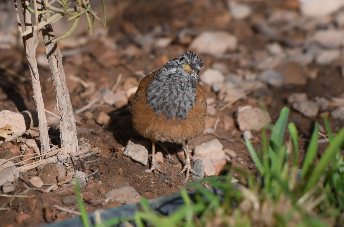 House Bunting - Viorel-Ilie ARGHIUS