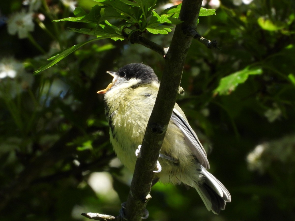 Great Tit - James Allen