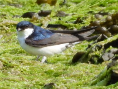 Western House-Martin - James Allen