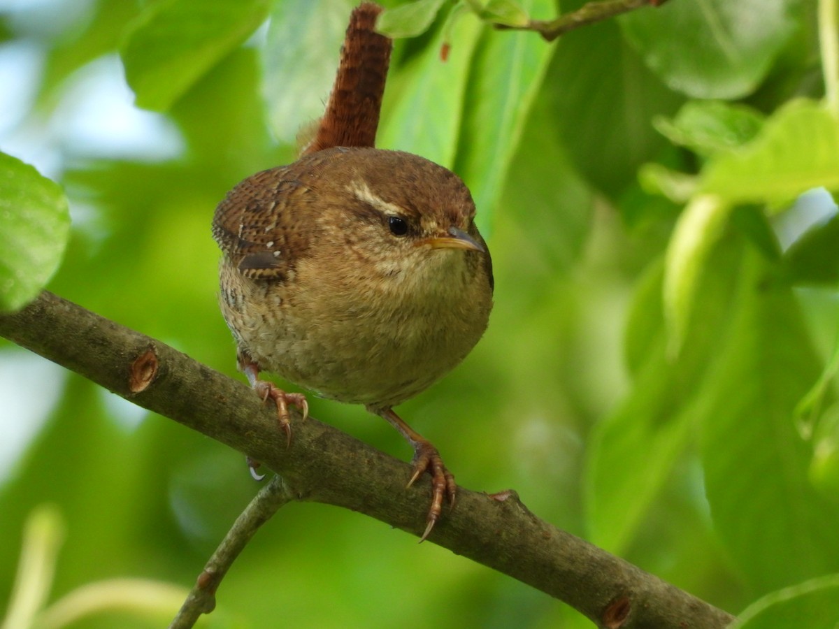 Eurasian Wren - James Allen