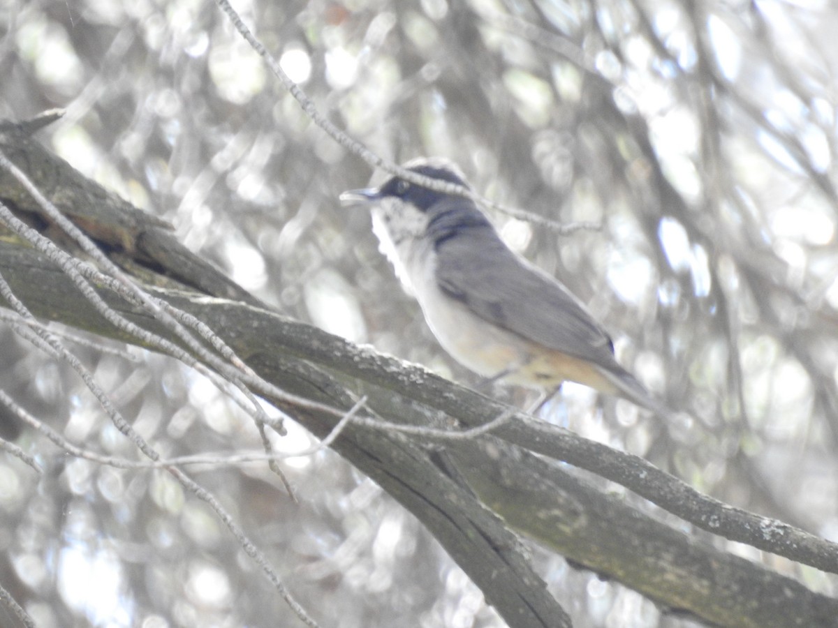 Western Orphean Warbler - Diego  Uche Rodriguez