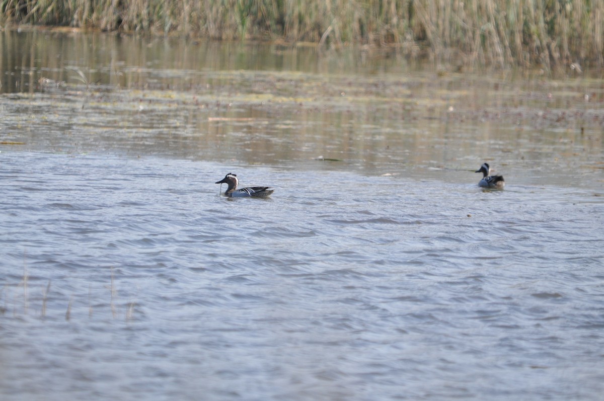 Garganey - Samuel Hilaire