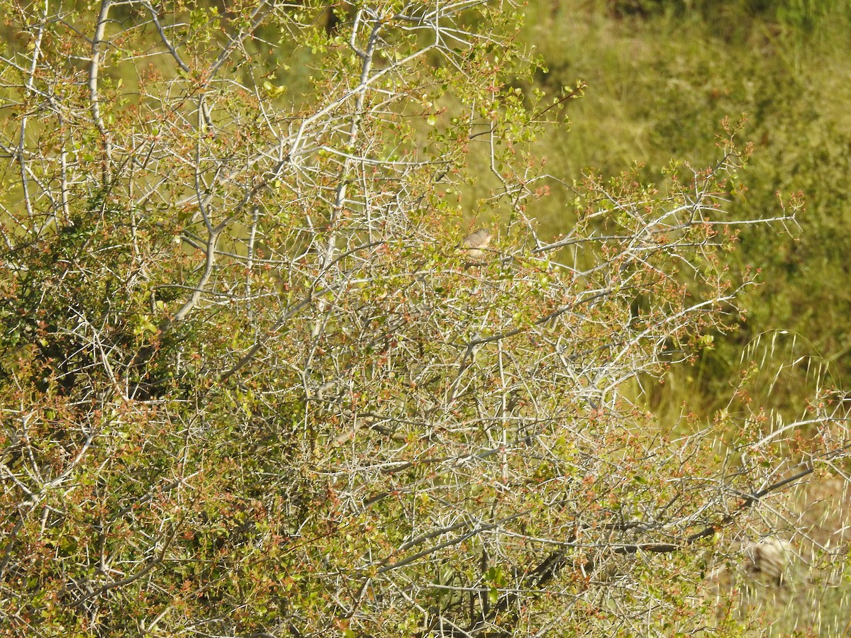 Western Subalpine Warbler - Diego  Uche Rodriguez