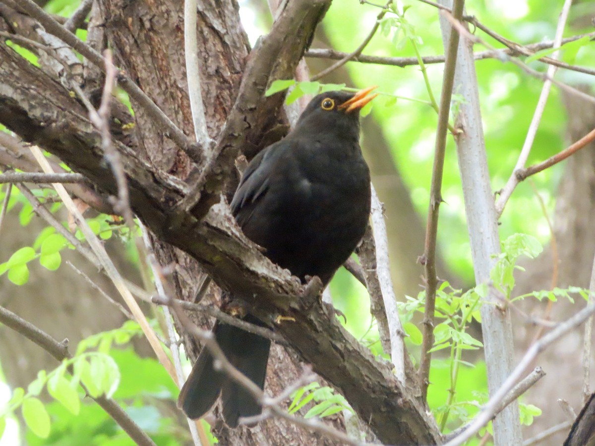 Eurasian Blackbird - Kseniia Marianna Prondzynska