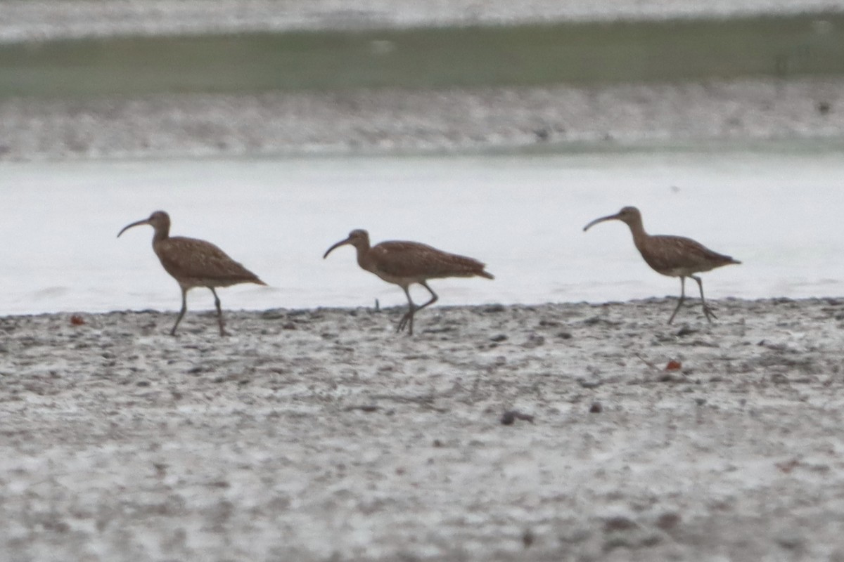 Whimbrel - David Morrison