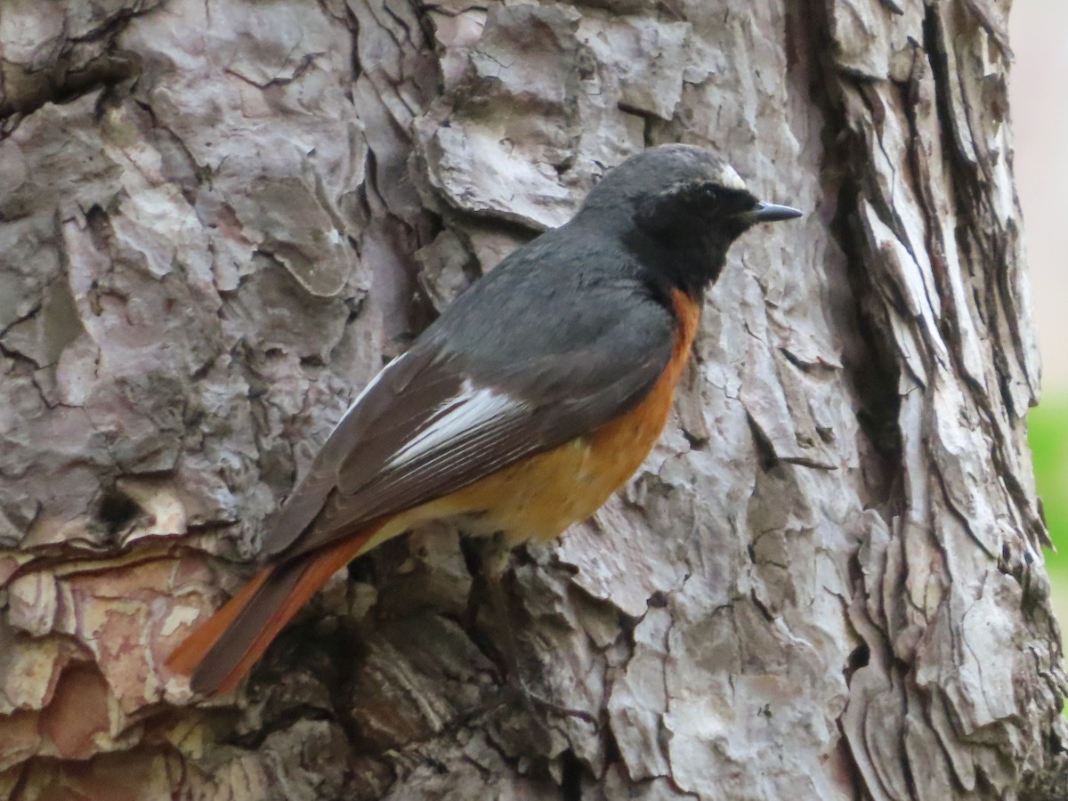 Common Redstart - Kseniia Marianna Prondzynska