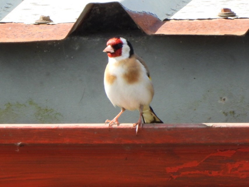 European Goldfinch - James Allen