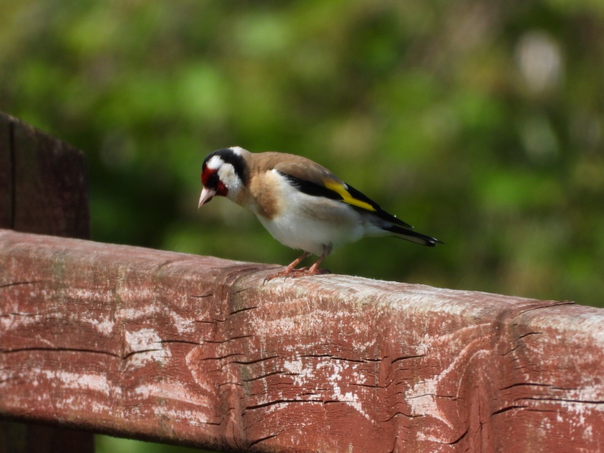 European Goldfinch - James Allen