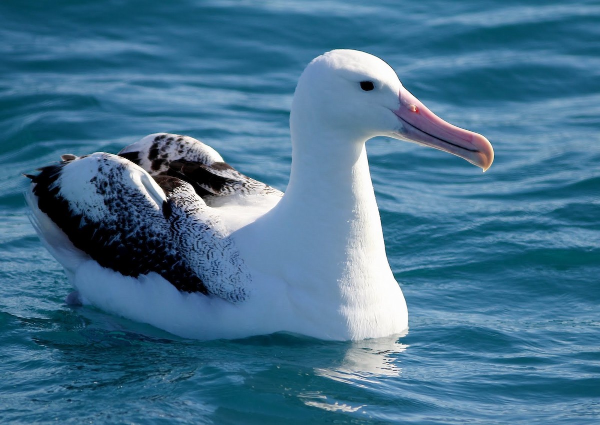 Southern Royal Albatross - Andrew Collins