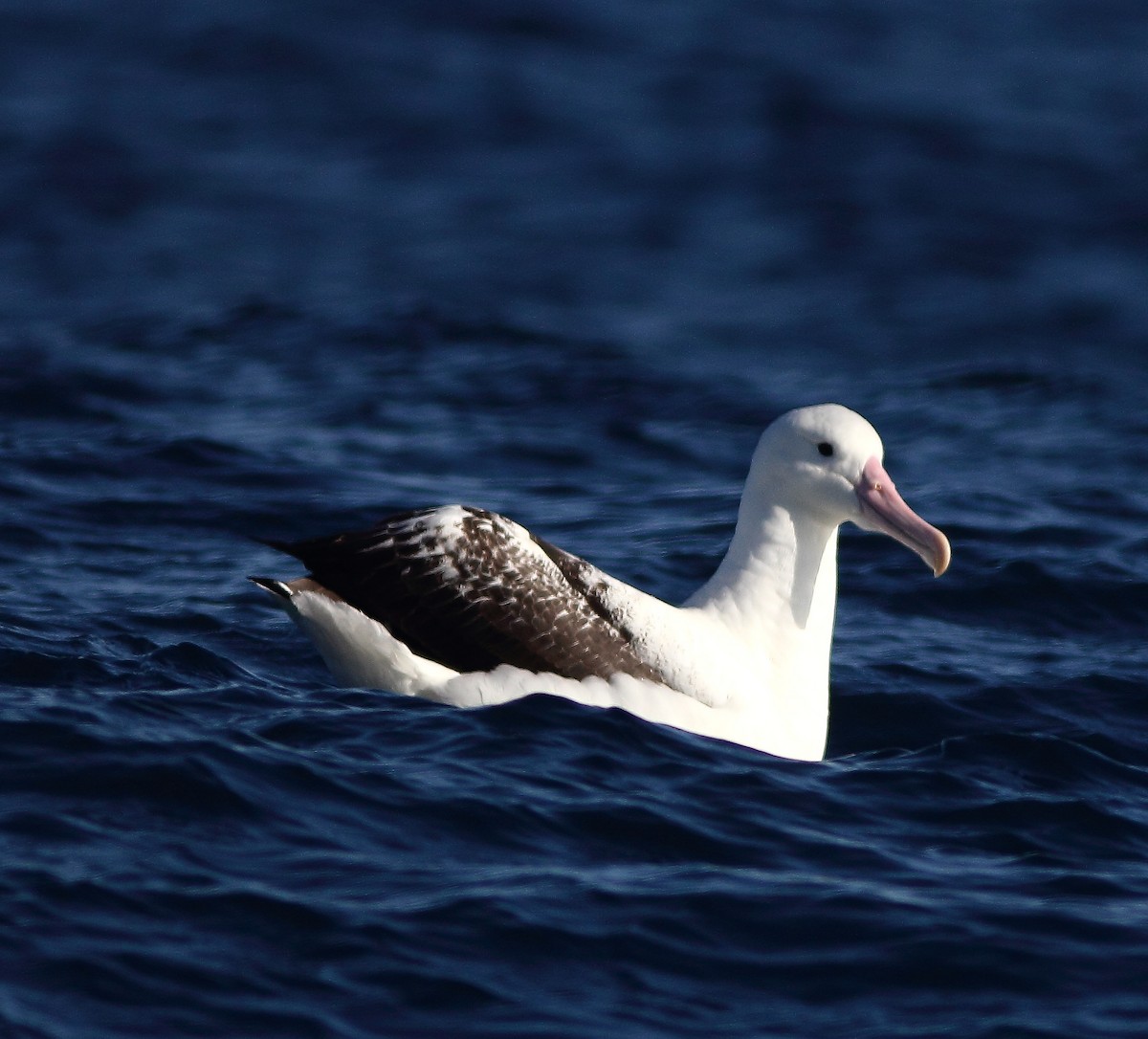 Southern Royal Albatross - Andrew Collins