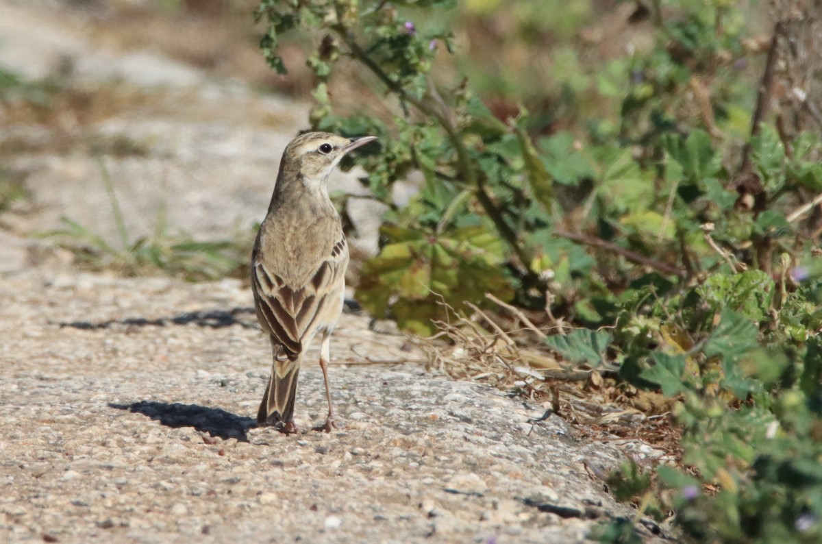 Tawny Pipit - Su Delve