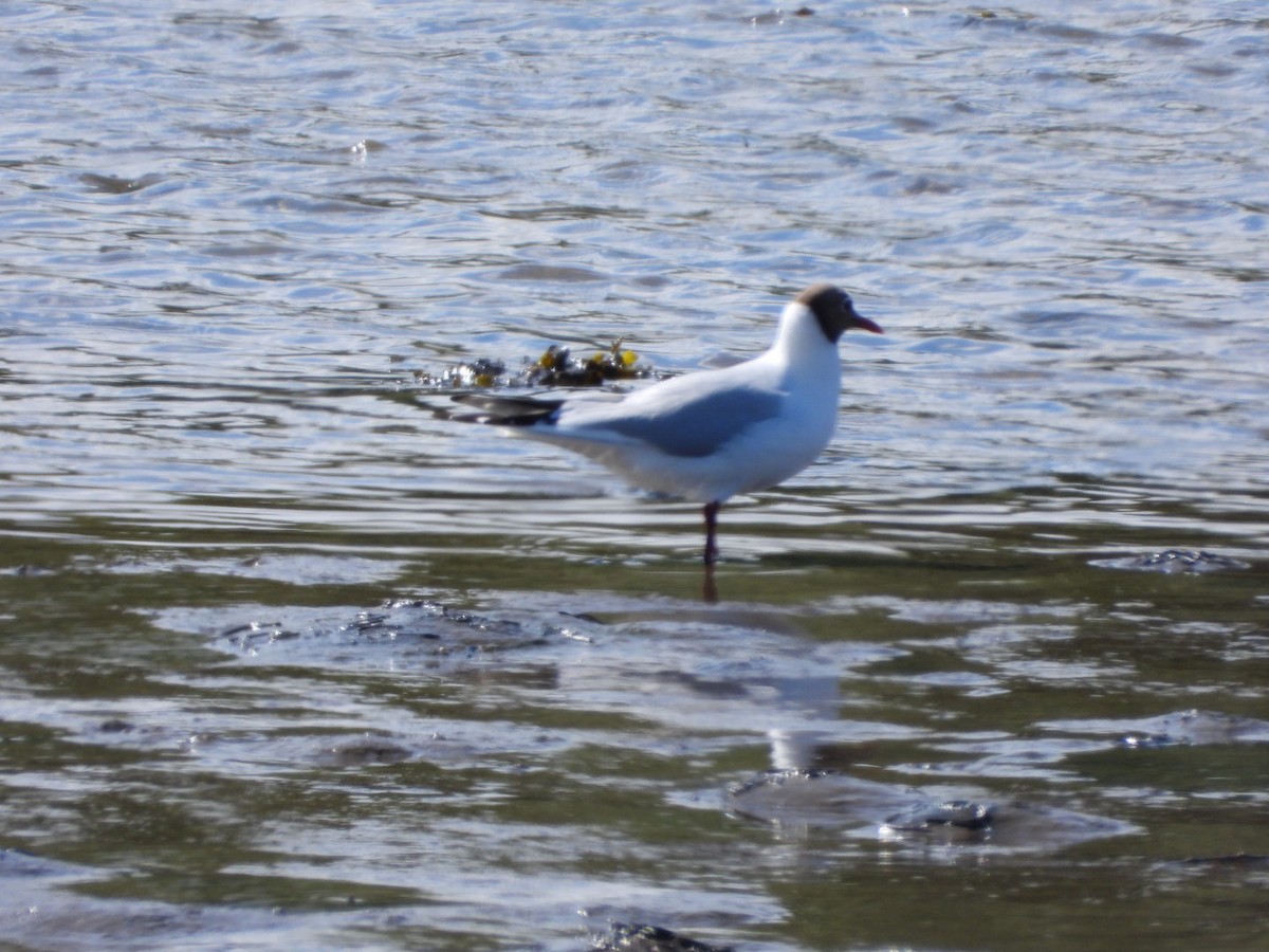 Black-headed Gull - James Allen