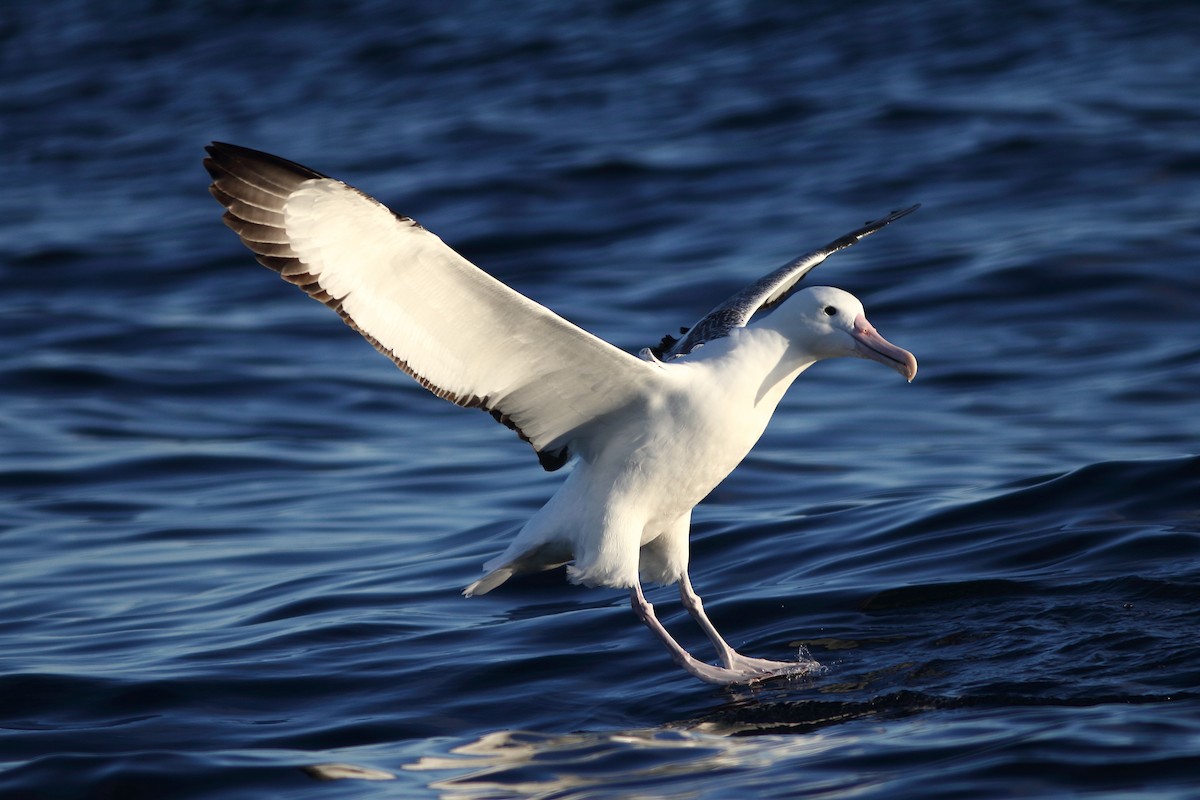 Southern Royal Albatross - Andrew Collins