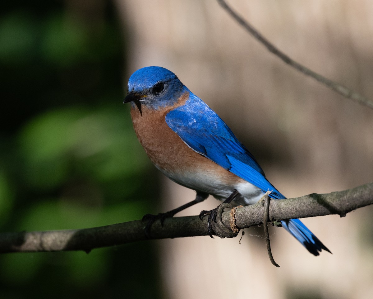 Eastern Bluebird - Varun Sharma