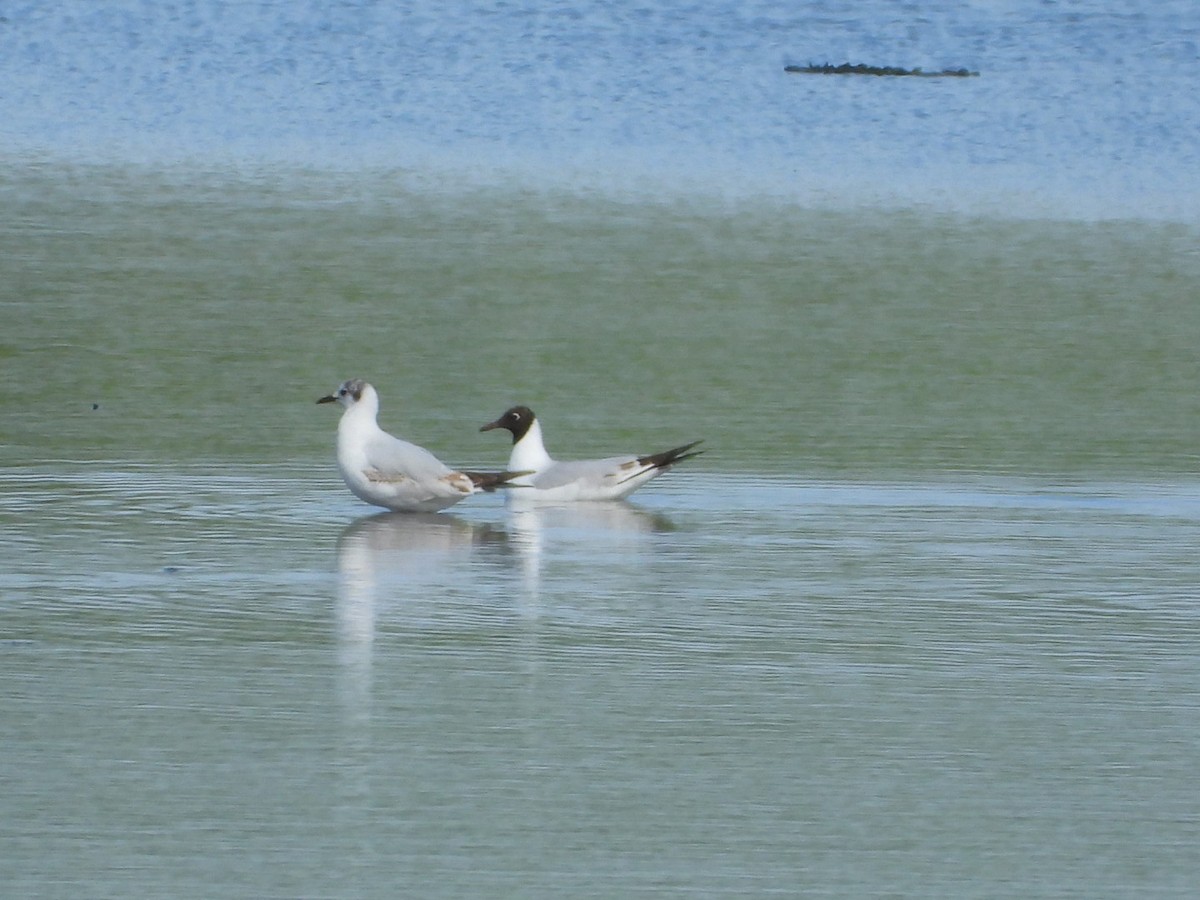 Black-headed Gull - James Allen