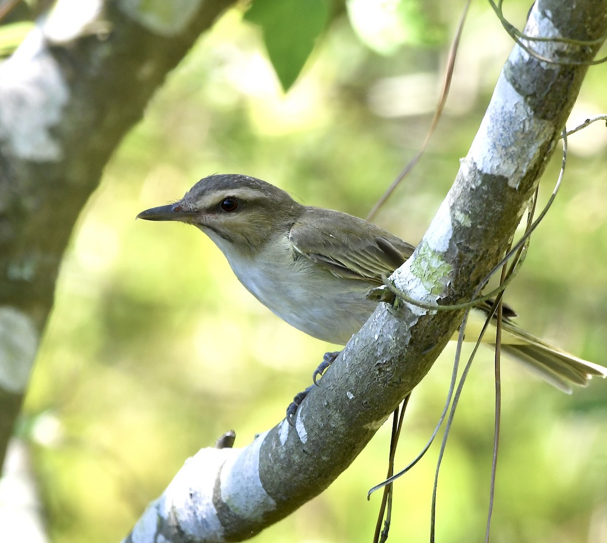 Black-whiskered Vireo - Paul Nielson