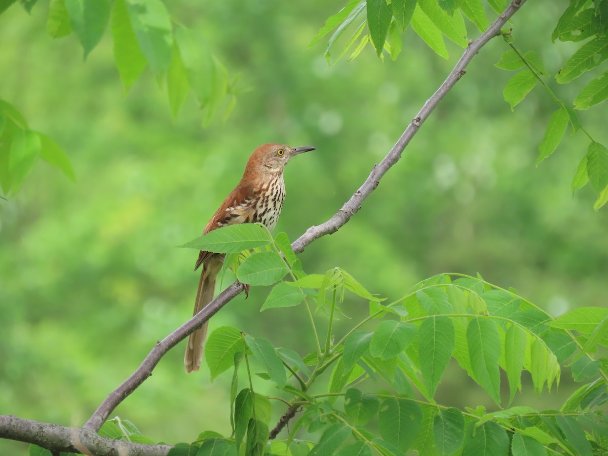 Brown Thrasher - Jo Spilde