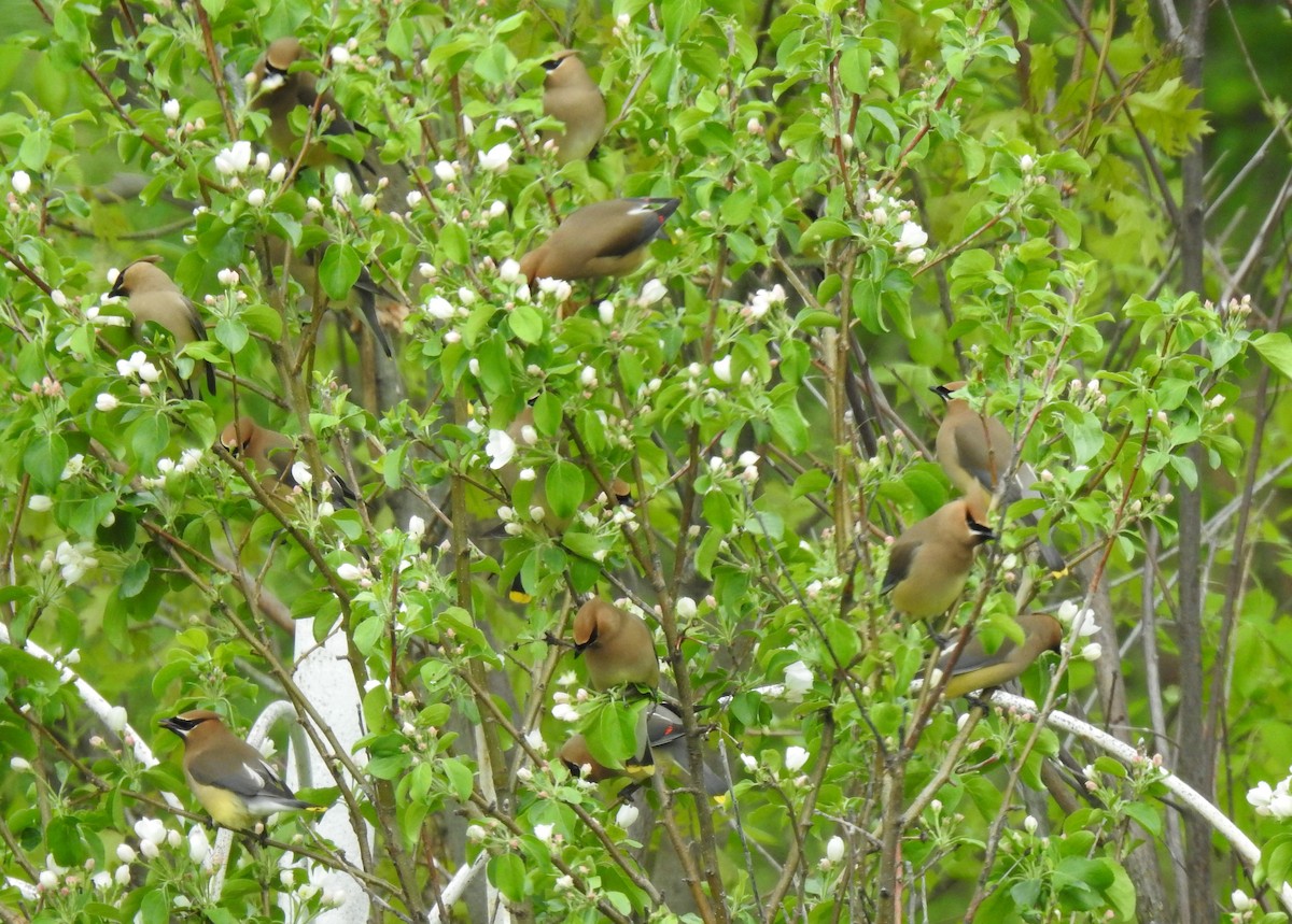 Cedar Waxwing - Nicole St-Amant