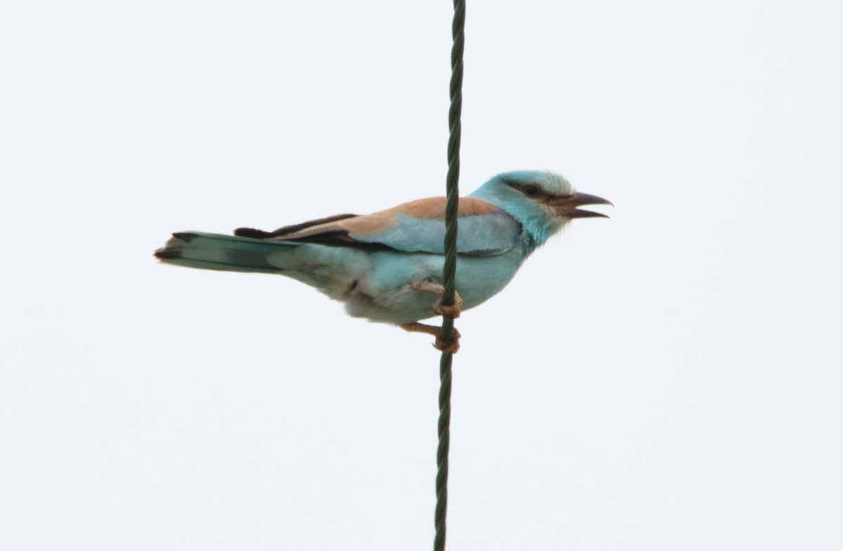 European Roller - Su Delve