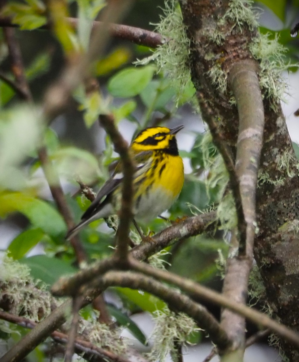 Townsend's Warbler - Dick Cartwright