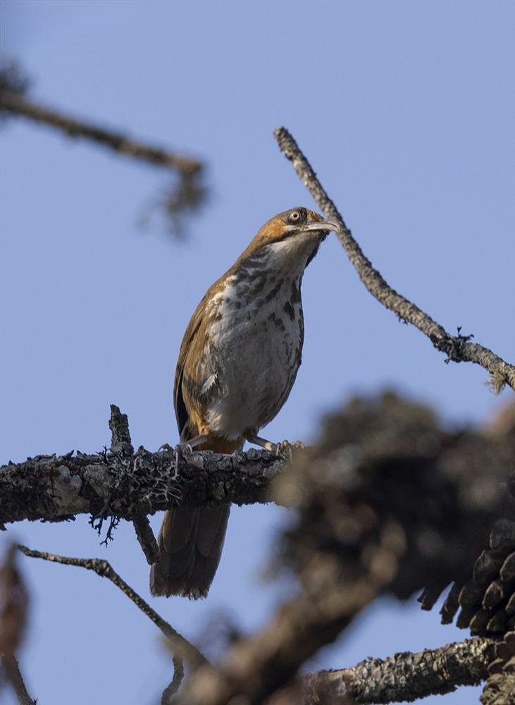 Spot-breasted Scimitar-Babbler - Solomon Sampath Kumar