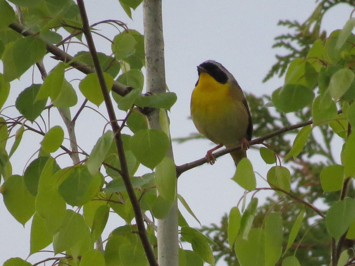 Common Yellowthroat - Anne Barbour