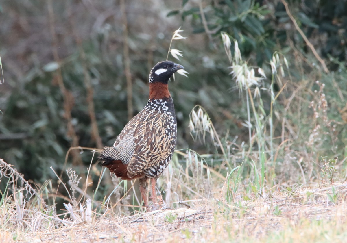 Black Francolin - ML619521304