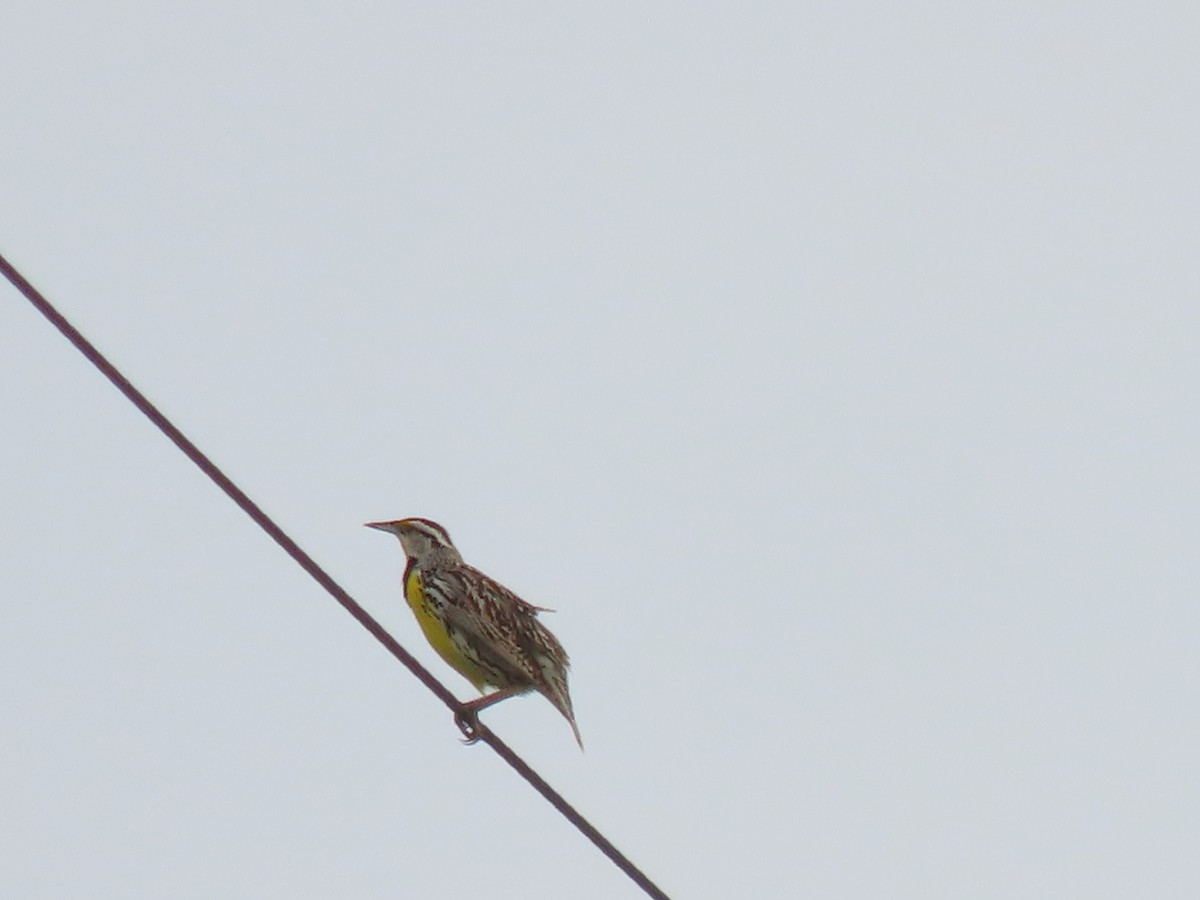 Eastern Meadowlark - Jo Spilde