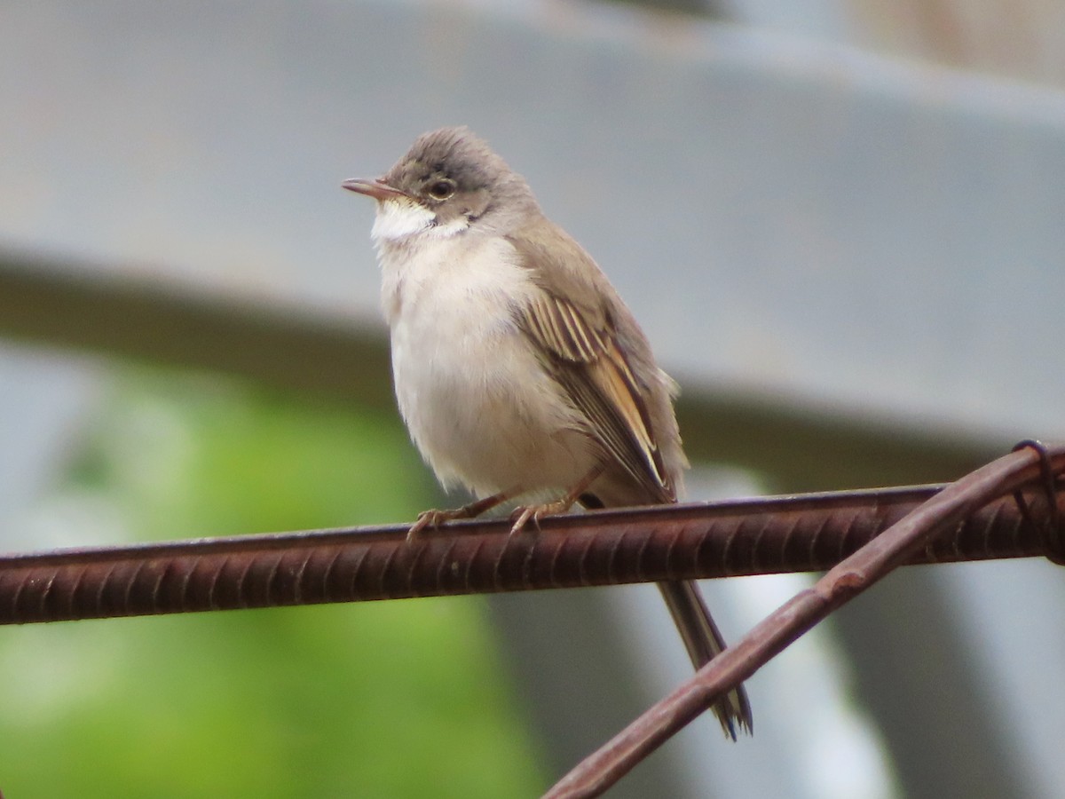 Greater Whitethroat - Kseniia Marianna Prondzynska