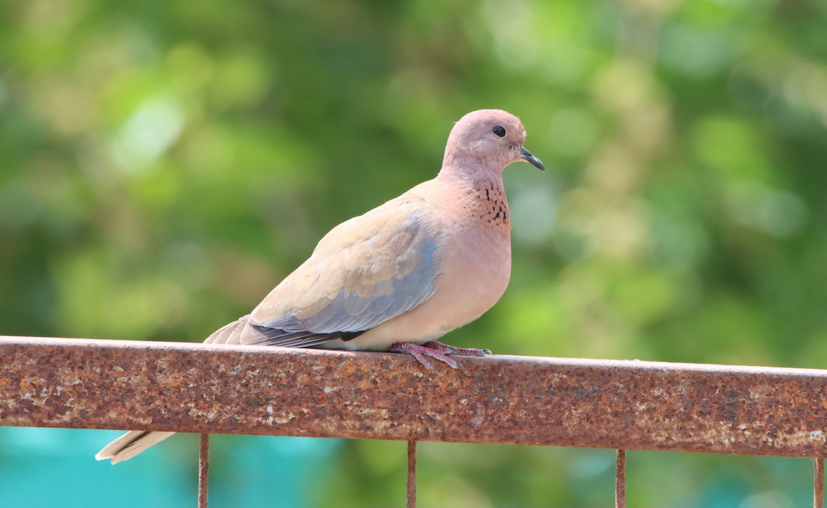 Laughing Dove - Su Delve