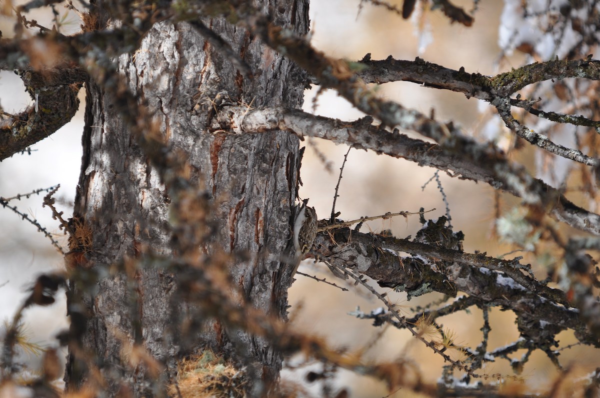 Eurasian Treecreeper - Samuel Hilaire