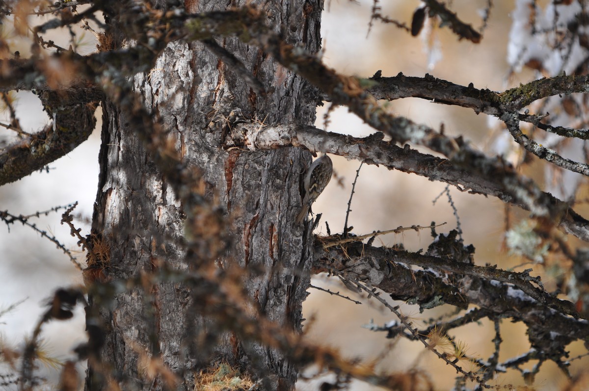 Eurasian Treecreeper - Samuel Hilaire