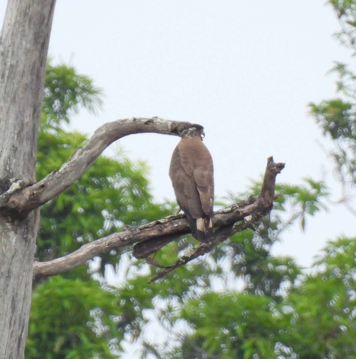 Crested Serpent-Eagle - Rama M V