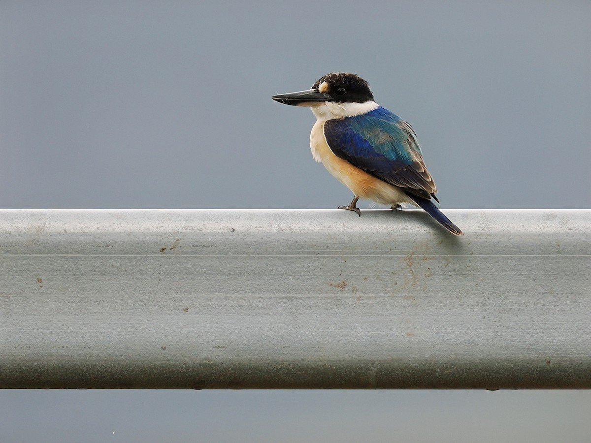 Forest Kingfisher - Len and Chris Ezzy