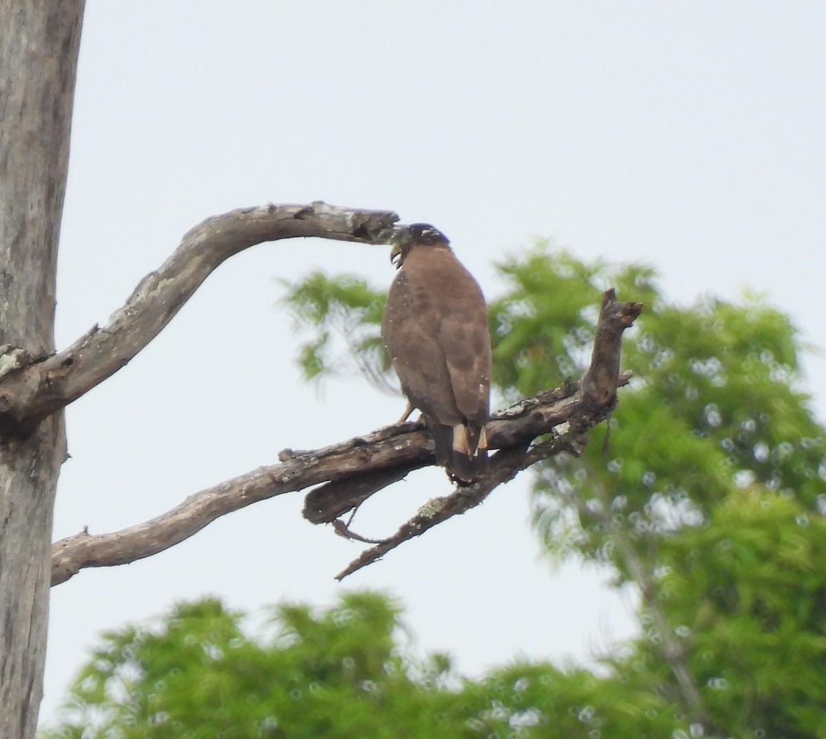 Crested Serpent-Eagle - Rama M V