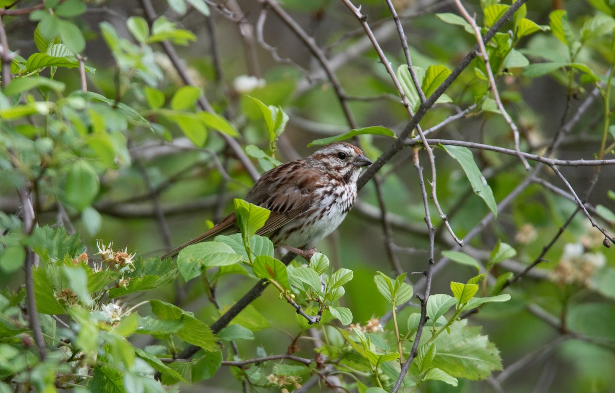 Song Sparrow - ML619521323