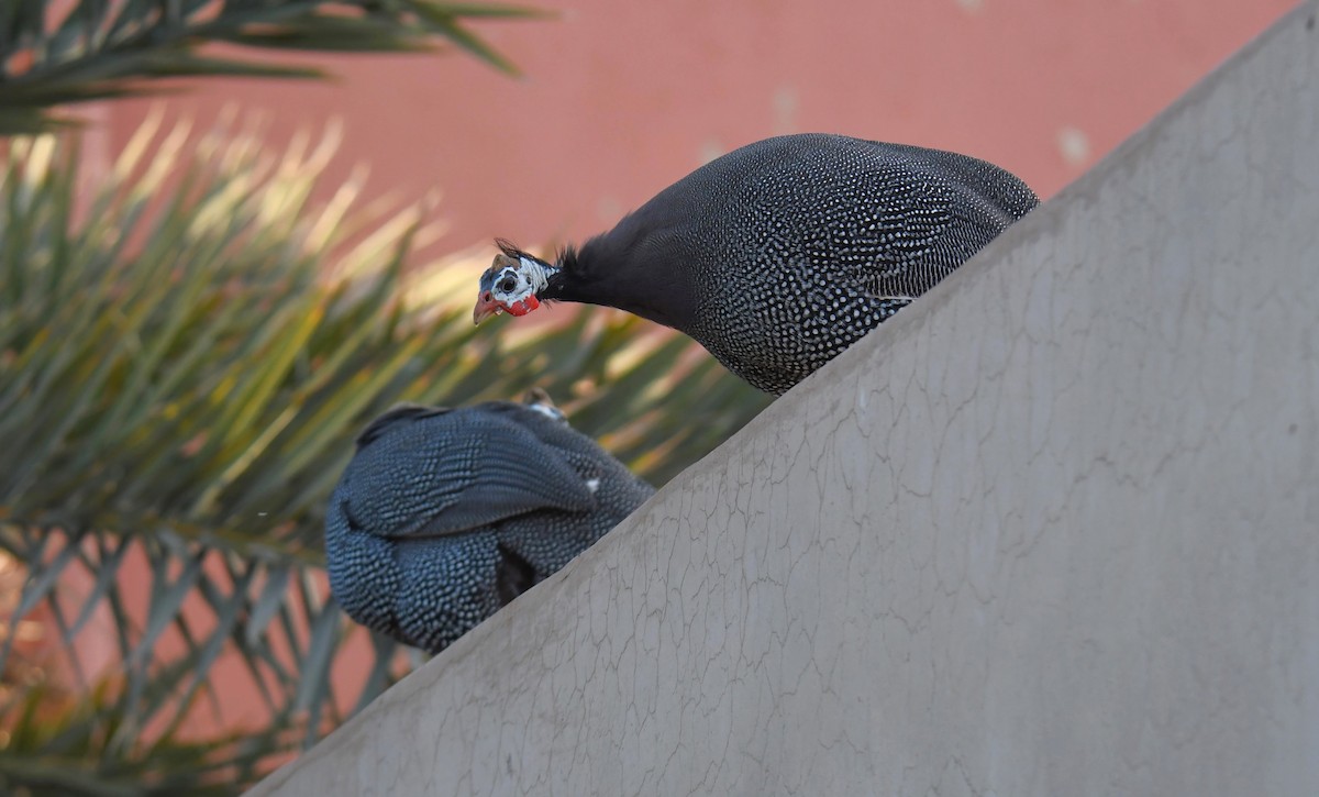 Helmeted Guineafowl (Domestic type) - ML619521326