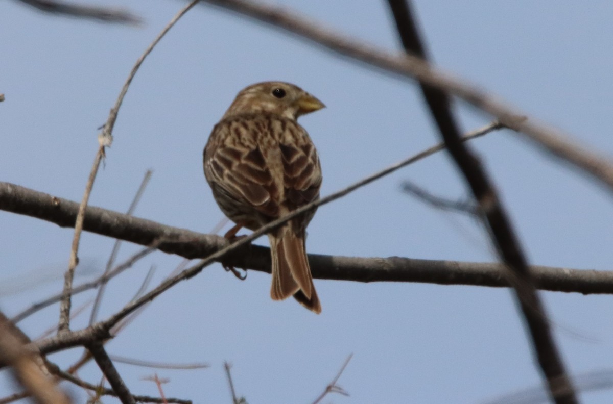 Corn Bunting - Su Delve