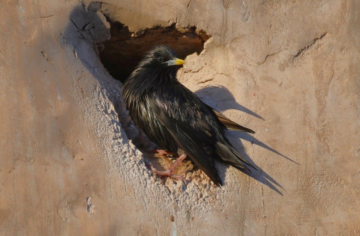 Spotless Starling - Viorel-Ilie ARGHIUS