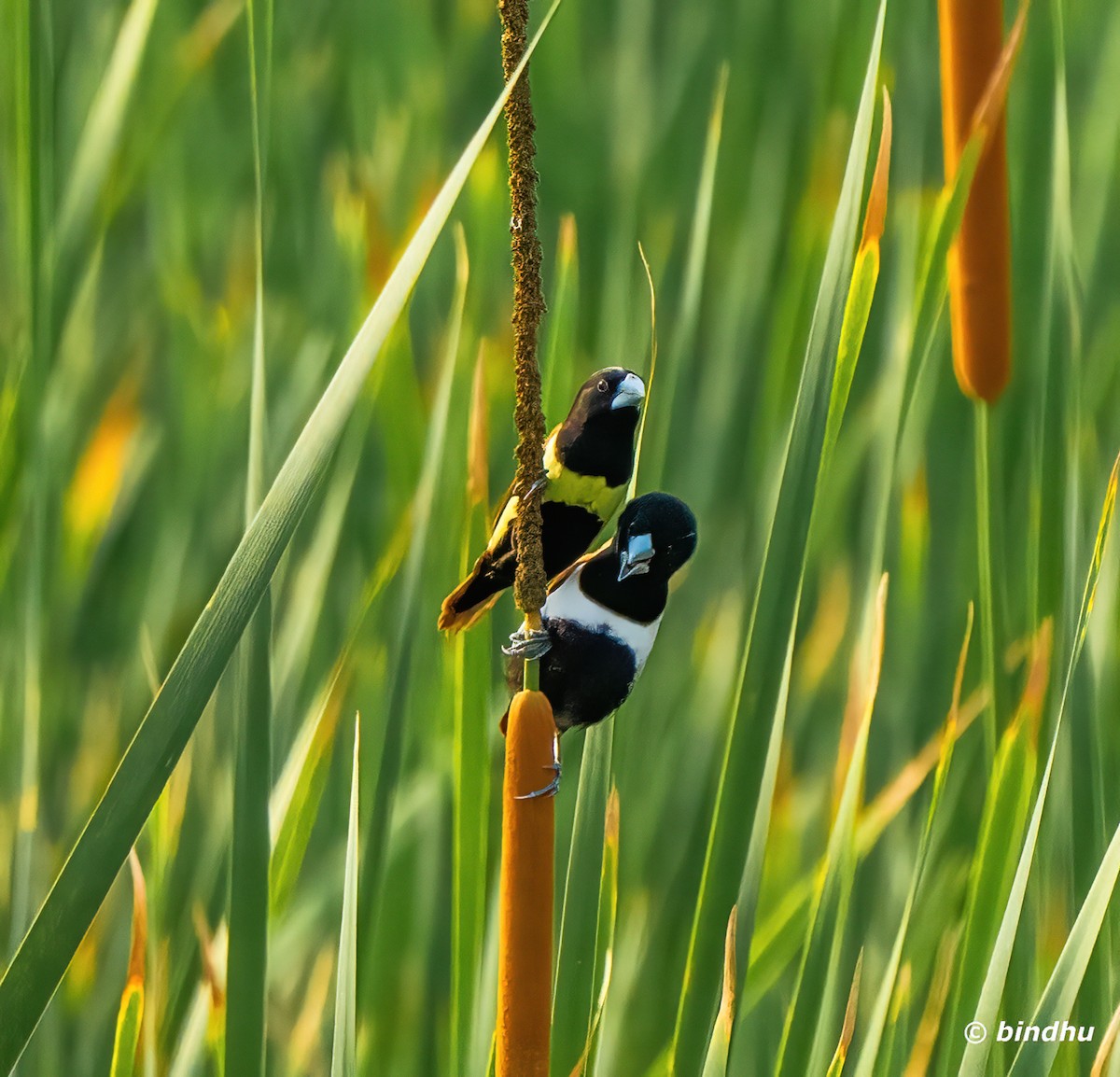 Tricolored Munia - Bindhu Mohan