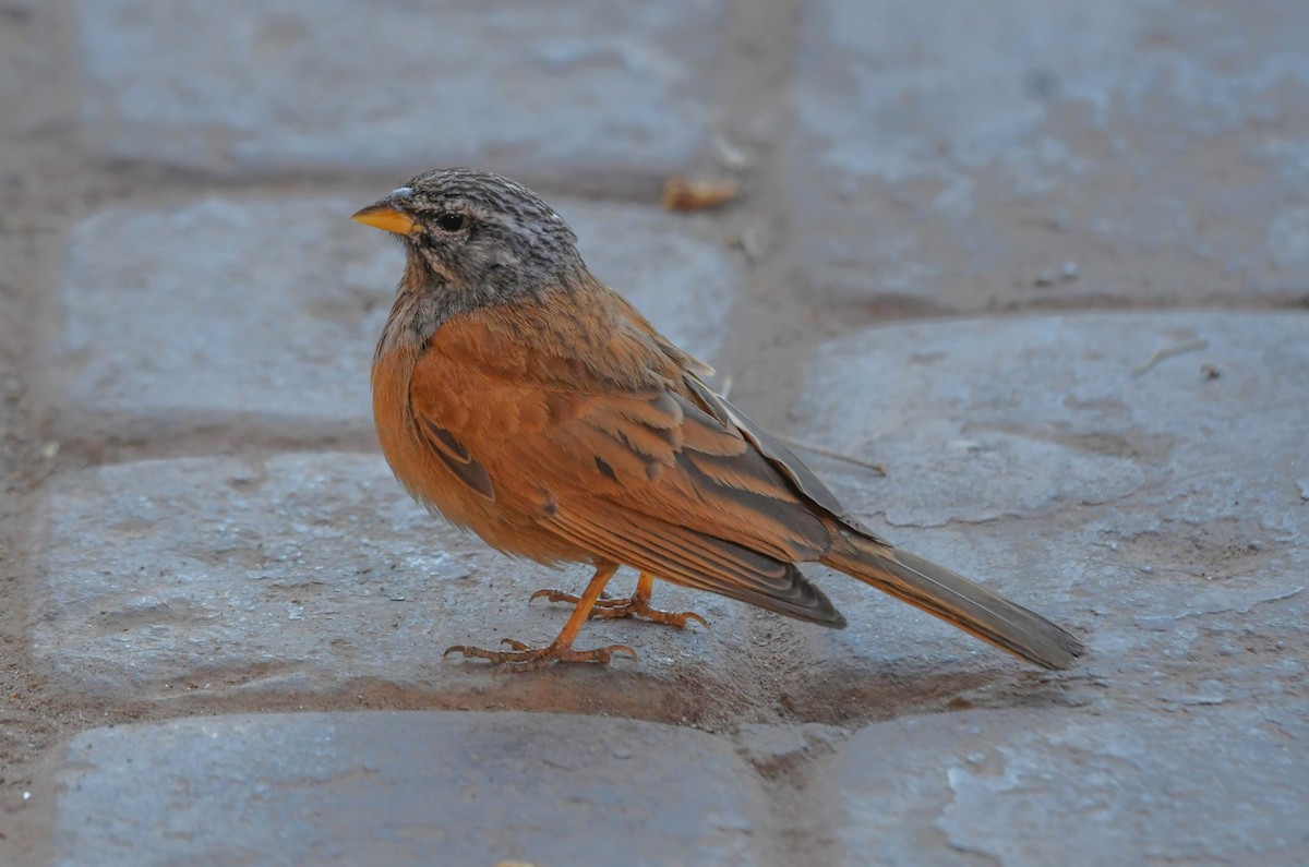 House Bunting - Viorel-Ilie ARGHIUS